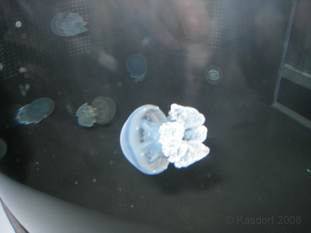 Baltimore MD 2009 0930.jpg - A 4th of July trip to Washington DC in 2009 included a stop in Baltimore MD to see the National Aquarium.